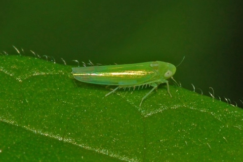 une cicadellidae sur une feuille de thé